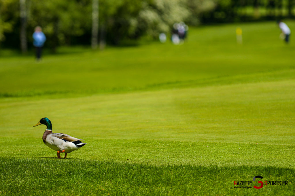 golf championnats de france par équipes dames gazettesports kevin devigne 43