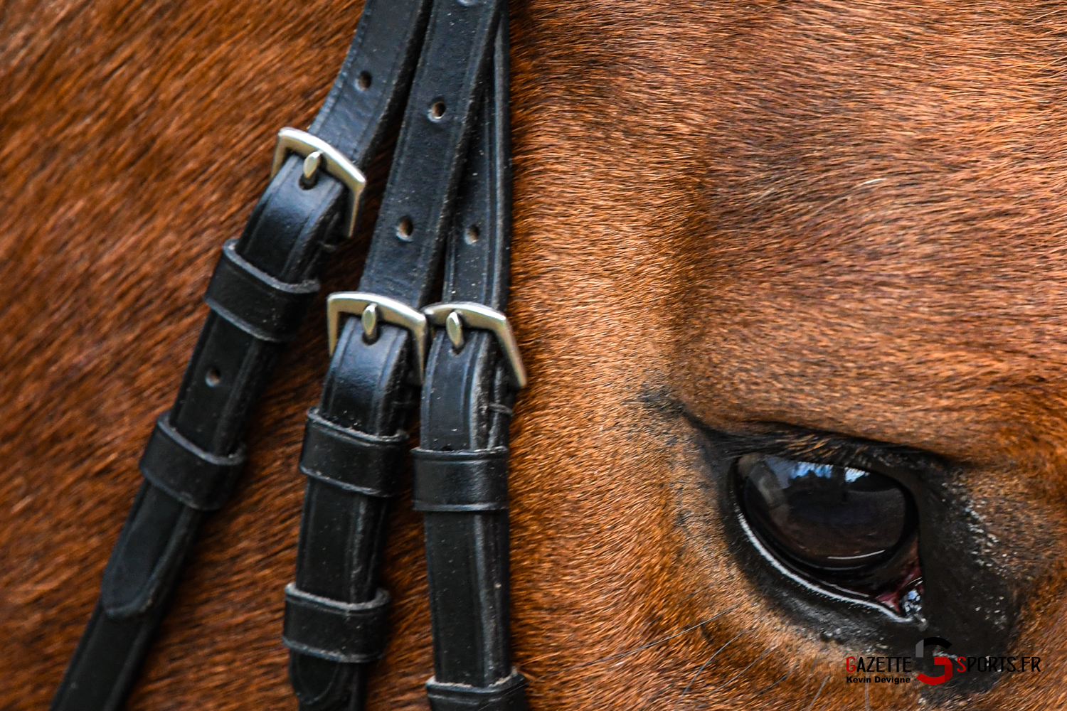 equitation concours national de dressage pniey club amiens 2024 gazettesports kevin devigne 6