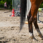 equitation centre equestre de picardie cep gazette sports theo begler 002